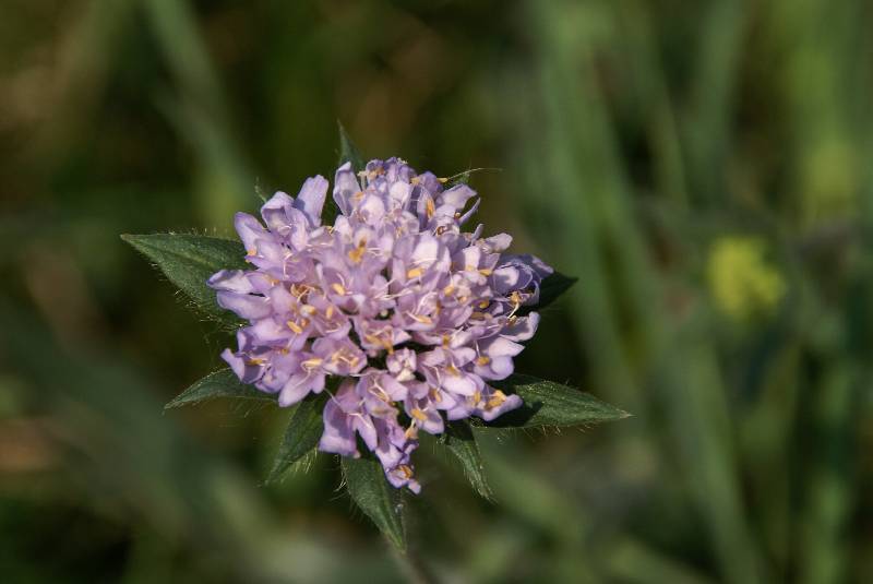 Unser Orchideenpark Bild Nr.067